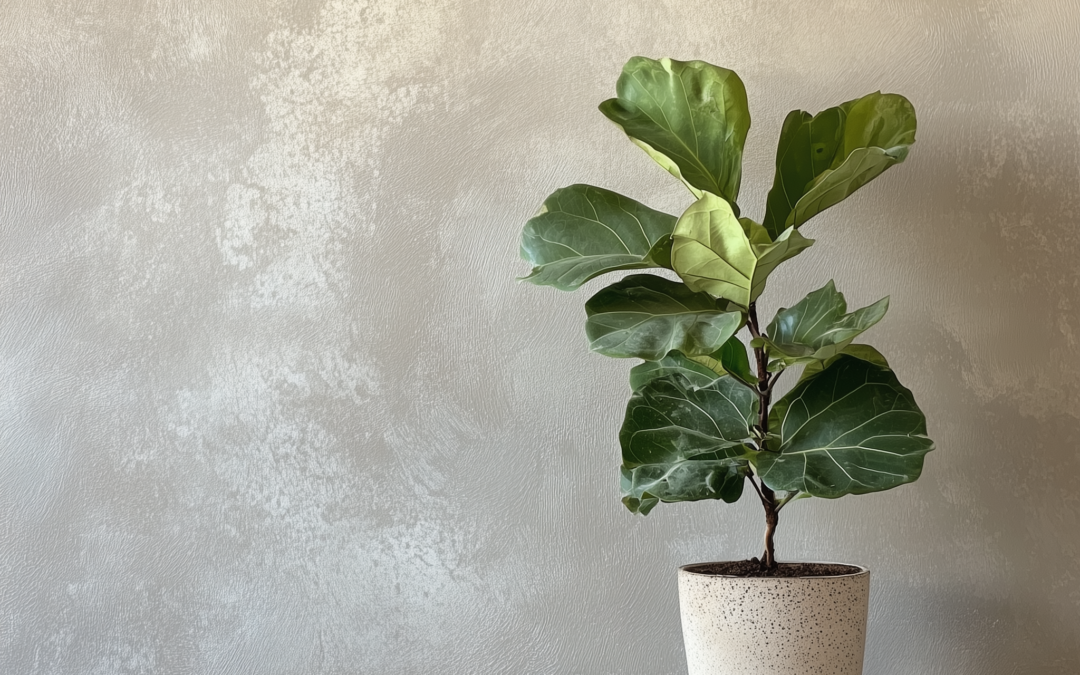 Fiddle Leaf Fig: The Ultimate Guide to Growing Your Indoor Tree