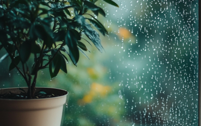 The Secret to Thriving Houseplants: Humidity Hacks for Every Home