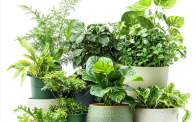 The Best Fertilizers for Thriving Indoor and Outdoor Plants