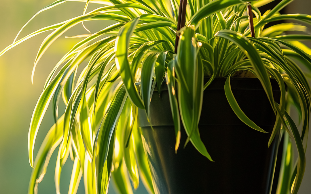 Spider Plant (Chlorophytum comosum): The Benefits of Spider Plants – Easy Care and Air-Purifying Power