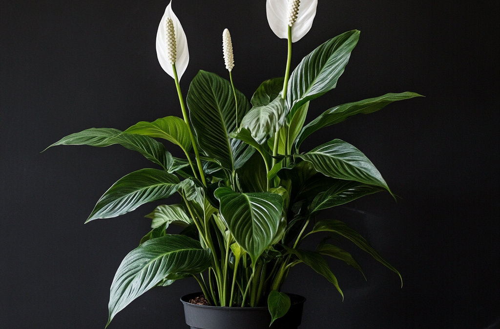 Peace Lily (Spathiphyllum)