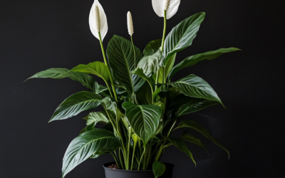 Peace Lily (Spathiphyllum)
