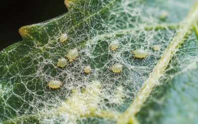 Top 10 Common Plant Pests and How to Get Rid of Them Naturally