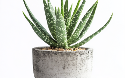 Aloe Vera