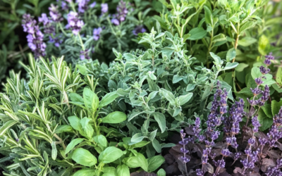 Best Plants for Small Space Gardens