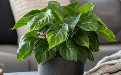 Philodendron