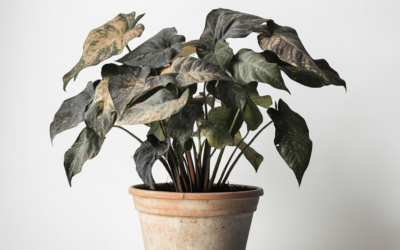 How to Identify and Treat Common Plant Diseases