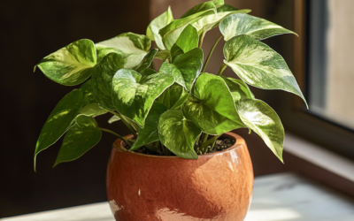 Pothos5 Creative Ways to Display Your Pothos PlantPothos